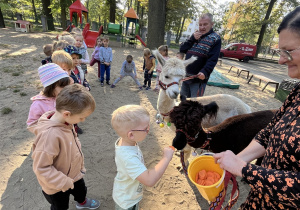 dzieci karmią alpakę