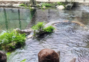 Dzieci podziwiają krokodyla