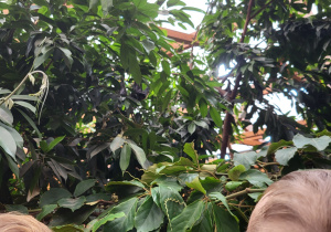 Chłopcy obserwują wielkie nietoperze