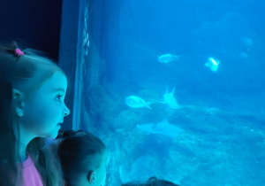 Dziewczynka ogląda ryby w akwarium